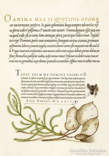 Antik grafika kézirat júdáspénz holdviola cipruska légy rajz botanikai illusztráció reprint nyomat
