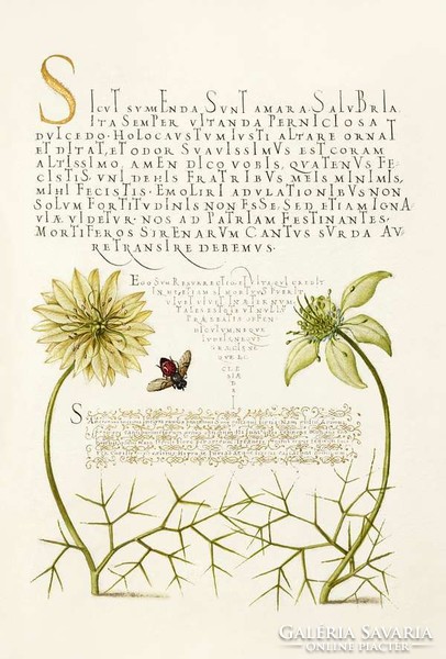Antik grafika fekete kömény nigella virág méh darázs rajz botanikai illusztráció reprint nyomat