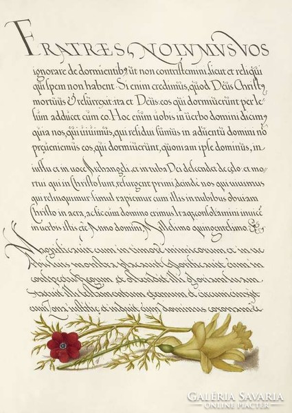 Antique artwork manuscript sheet herald red red yellow flower drawing botanical illustration reprint print