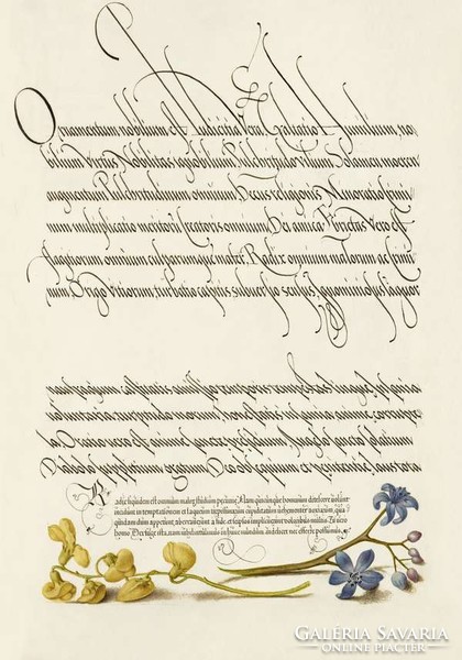 Antik grafika sárga pukkanó dudafürt kék csillagvirág rajz botanikai illusztráció reprint nyomat