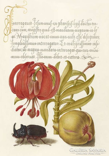 Antik grafika liliom gyümölcs orrszarvú bogár piros virág rajz botanikai illusztráció reprint nyomat
