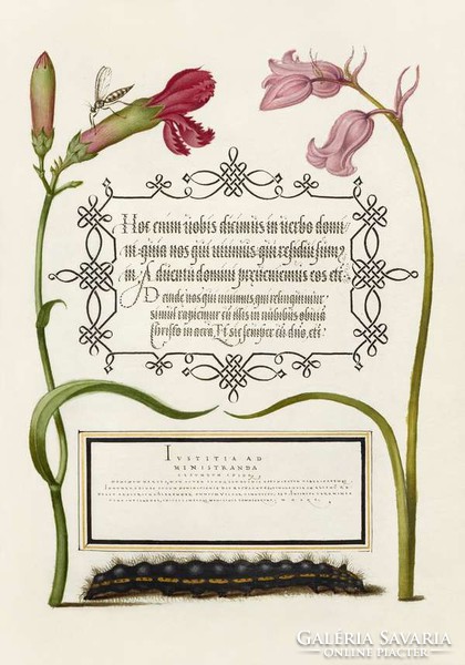 Antique graphics manuscript sheet carnation bluebell caterpillar insect drawing botanical illustration reprint print