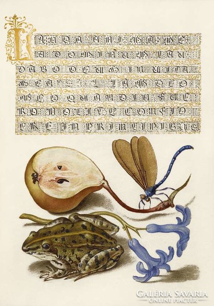Antik grafika körte szitakötő béka jácint virág gyümölcs rajz botanikai illusztráció reprint nyomat