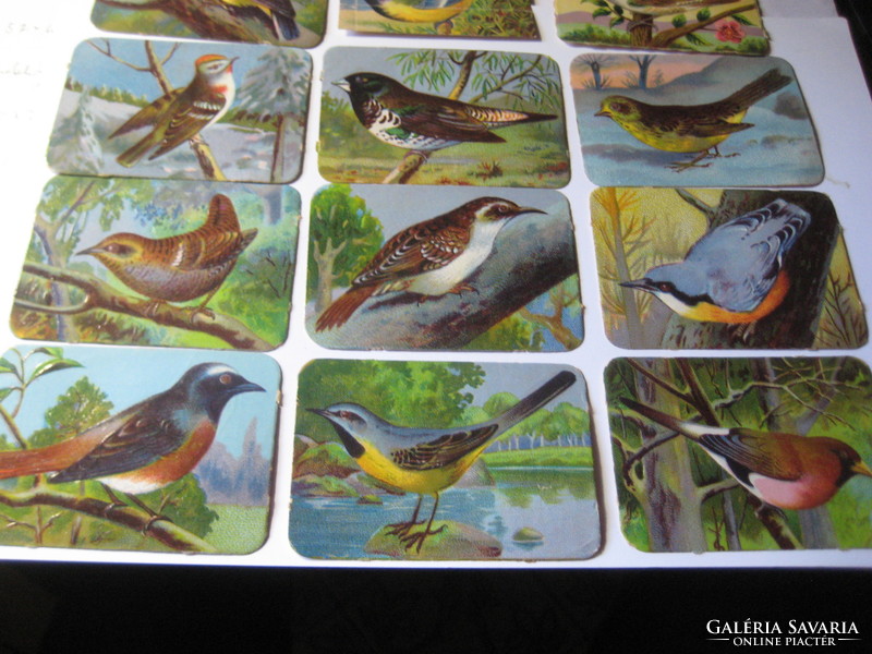 Stick-on album pictures 1930 bird species, 16 pcs, beautiful colors,