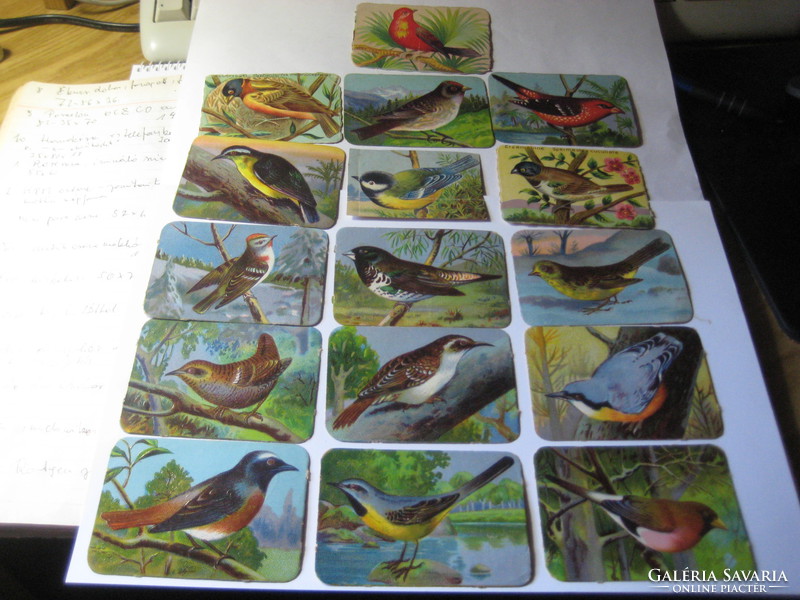 Stick-on album pictures 1930 bird species, 16 pcs, beautiful colors,
