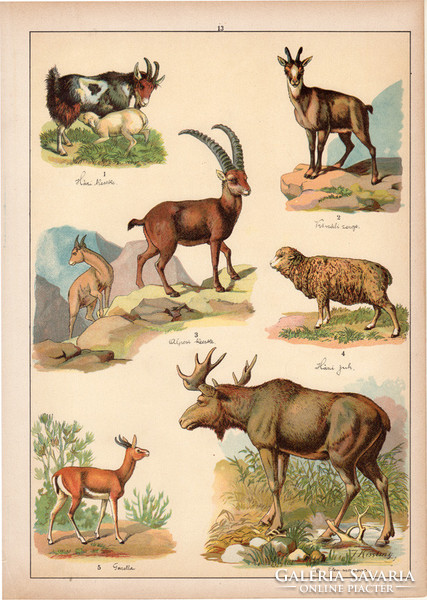 Jávorszarvas, kecske, gazella, juh, zerge, litográfia 1899, eredeti, 24 x 34 cm, nagy méret, állat