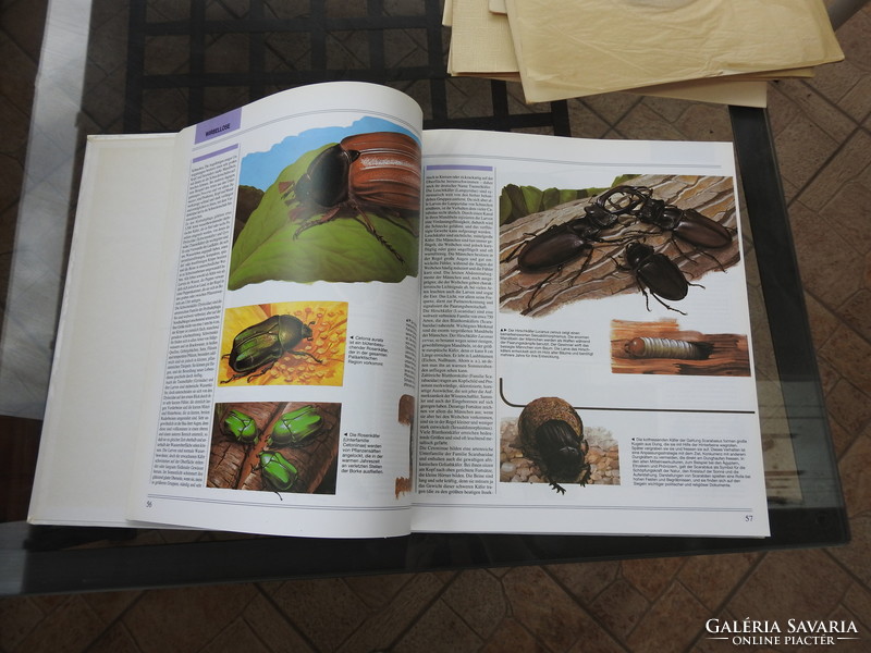 KÖNIGREICH DER TIERE - német nagy képeskönyv az állatokról