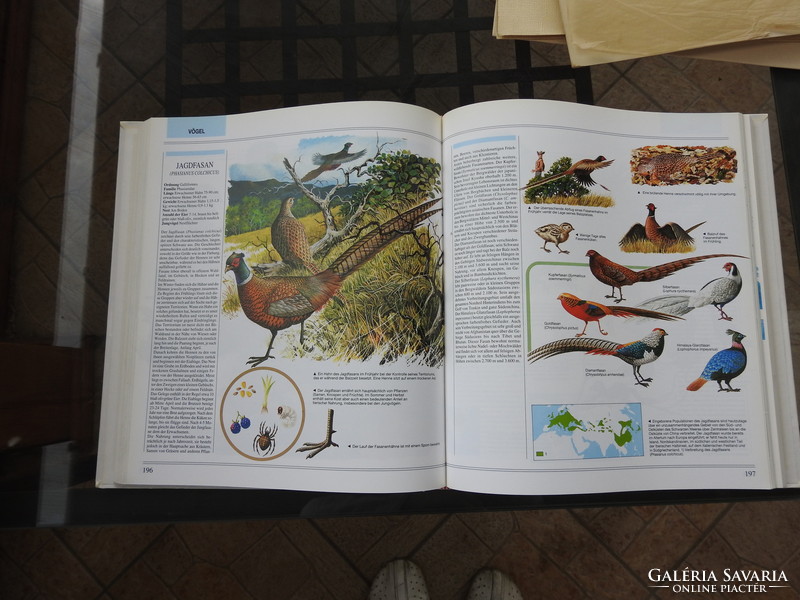 KÖNIGREICH DER TIERE - német nagy képeskönyv az állatokról