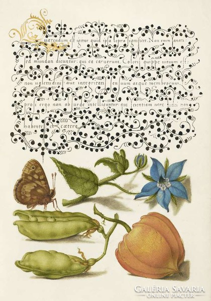 Mira Calligraphiae Monumenta antik kézirat kalligráfia reprint, növény borsó lepke virág nyomat