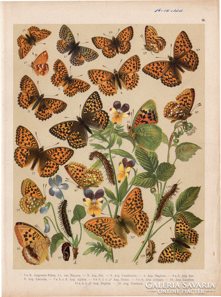 Magyarország lepkéi (12), litográfia 1907, színes nyomat, lepke, pillangó, hernyó, Argynnis Pales