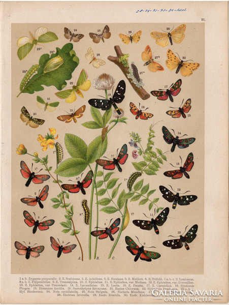 Magyarország lepkéi (21), litográfia 1907, nyomat, lepke, pillangó, hernyó, Zygaena Purpuralis