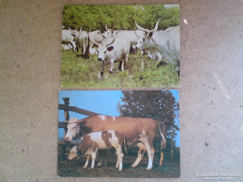 Old animal postcards (gray goulash, cattle and calf from Hortobágy)