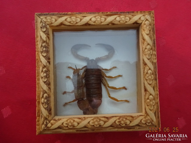 Barna skorpió díszdobozban üveglap alatt, mérete: 10,5 x 10,5 x 4 cm. Vanneki!