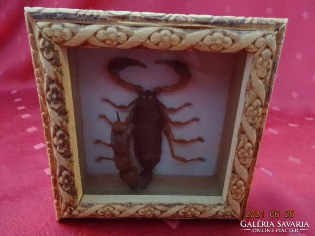 Brown scorpion in a gift box under a glass plate, size: 10.5 x 10.5 x 4 cm. He has!