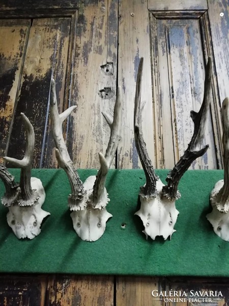 Trophy collection, deer antlers from the 70s