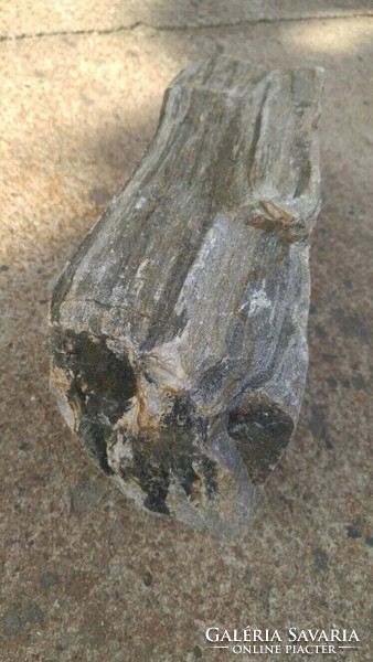 Ritkaság !  Több 1000 éves Meg kövesedett Fa  kő fakő  képződmény
