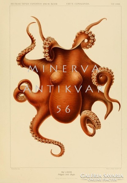 Octopuses, squid 4. Vintage / antique zoological illustration. High quality reprint print