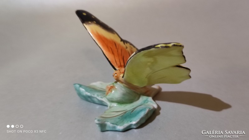 Bodrogkeresztúri pillangó lepke