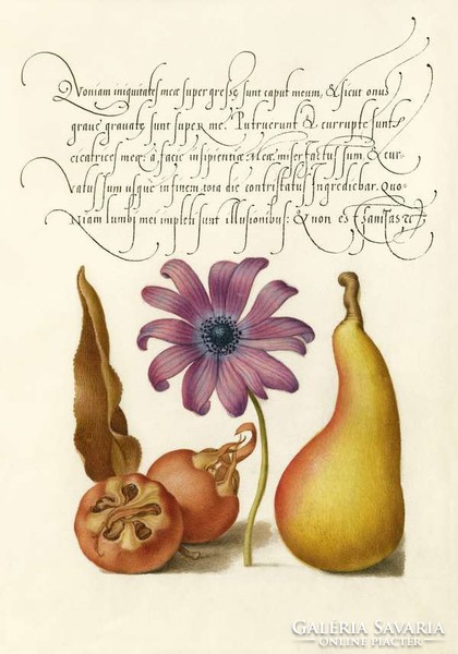 Kalligráfia díszes kézírás körte naspolya gyümölcs virág szellőrózsa 16.sz antik kézirat reprint