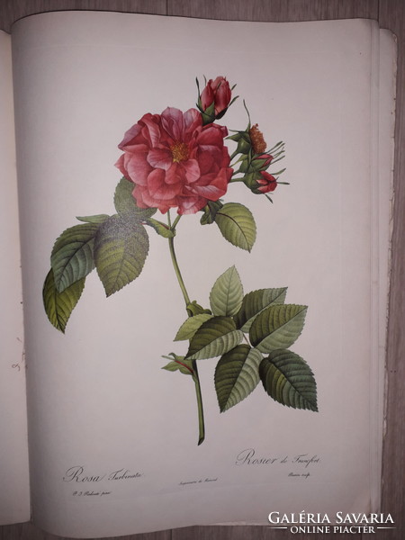 The best of Redoutés Roses rózsa könyv 20 darab rendkívüli nyomattal  litográfia