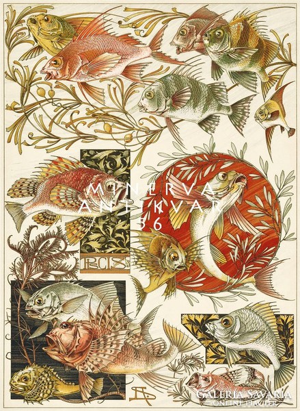 Fish - piscis a.Seder 1896 Art Nouveau print reprint, sea lake aquatic plants colorful fish species