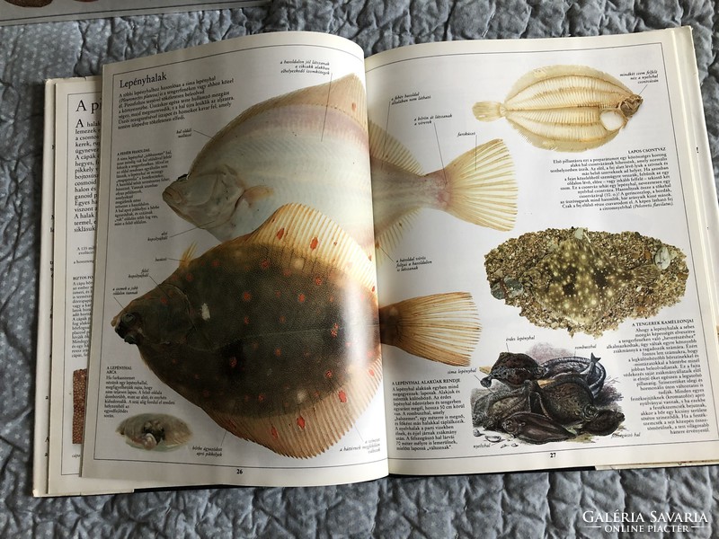 TÉLI VÁSÁR!  SZEMTANÚ sorozat: “A hal” nagy alakú képeskönyv
