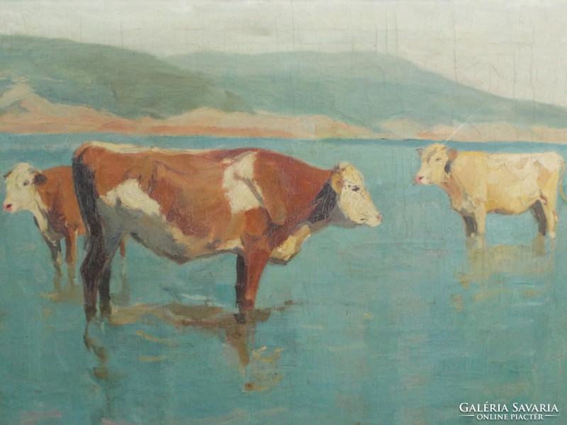 Béla Juzkó is the calving cows