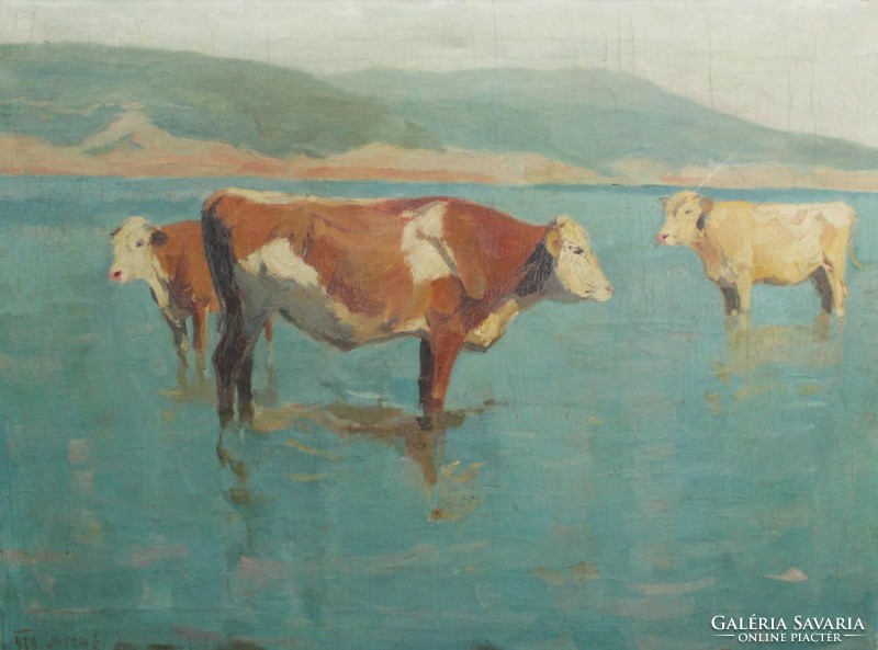 Béla Juzkó is the calving cows
