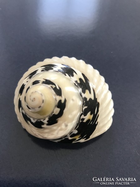 Beautiful polished snail shells