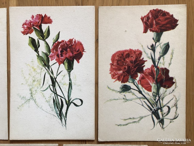 Régi SZEGFŰ virágos képeslapok