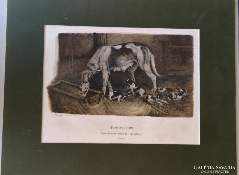 Fuchshündin une chienne renarde puppy dog lithography