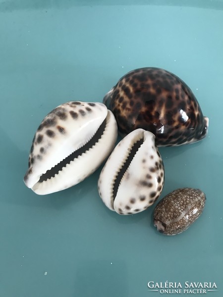 Porcelán csiga kagylók