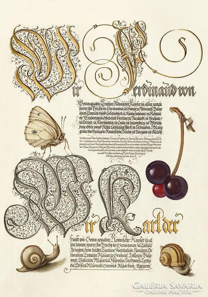 Középkori kalligráfia aranyozott díszítés iniciálé csiga lepke cseresznye 16.sz kézirat reprint