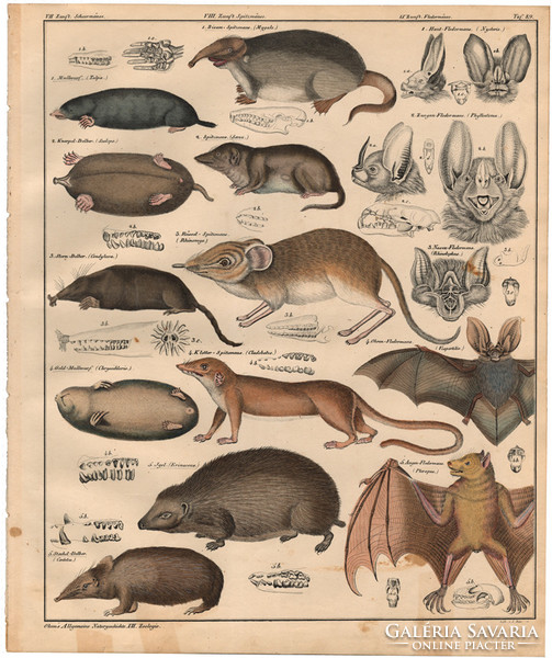 Állatok (89), litográfia 1843, állat, denevér, vakond, dárdás denevér, cickány, sün, tanrek, sörtés
