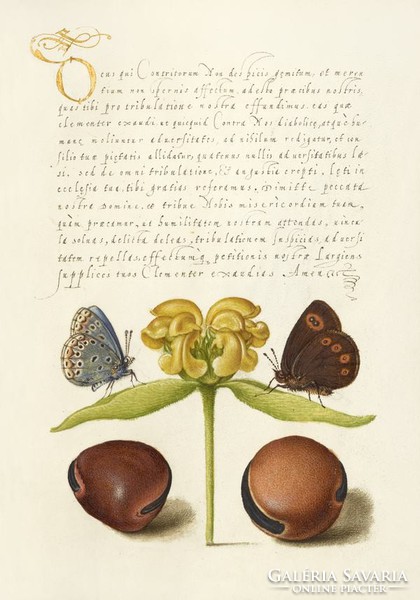 Medieval botanical illustration ornate handwriting butterfly Jerusalem sage beans 16. Manuscript reprint