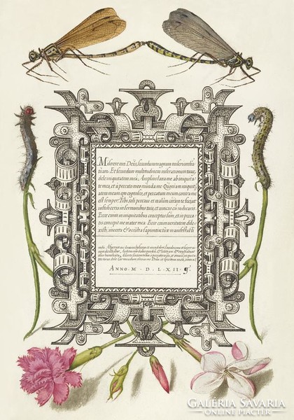 Medieval calligraphy decoration Latin text dragonfly carnation caterpillar 16. Manuscript reprint print