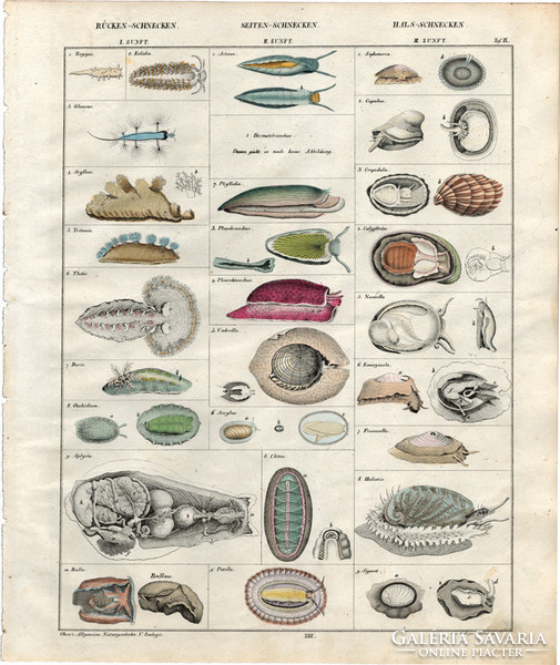 Állatok (9), litográfia 1843, állat, csiga, tengeri nyúl, abalone, meztelencsiga, bullaeae, tergipes