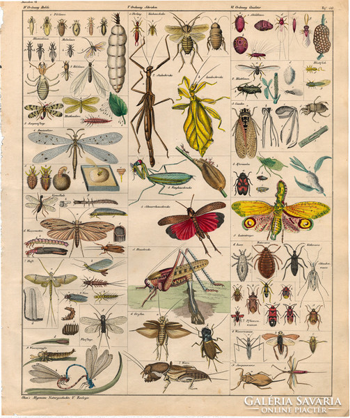 Állatok (40), litográfia 1843, állat, rovar, szöcske, színkabóca, vízilepke, csótány, skorpiólégy