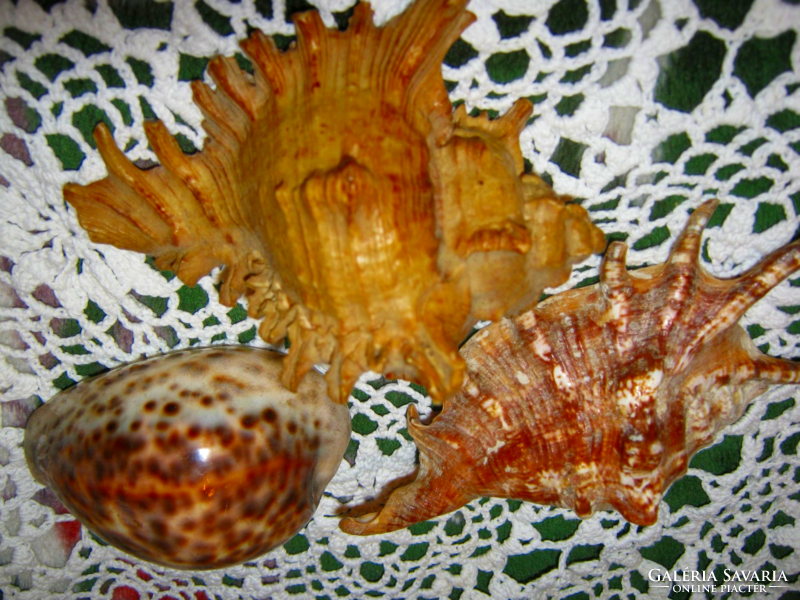 3 sea snails