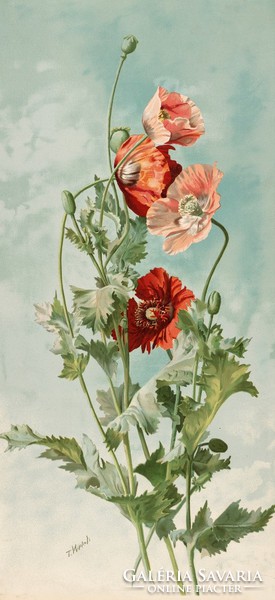 Thaddeus welch - poppy - canvas reprint