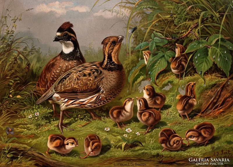 Arthur tait - quail family - canvas reprint