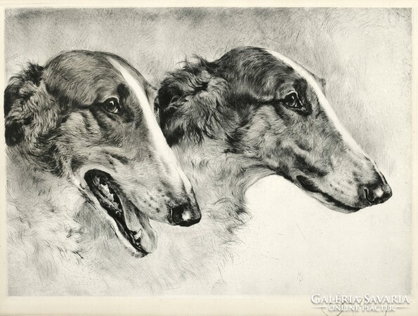 Mayer-eberhardt, two Russian Greyhounds circa 1930, engraving, reprint dog print, dog portrait