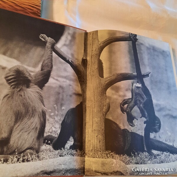 Wolf Henry: Monkey Stories (photographed by György Kapocsy)
