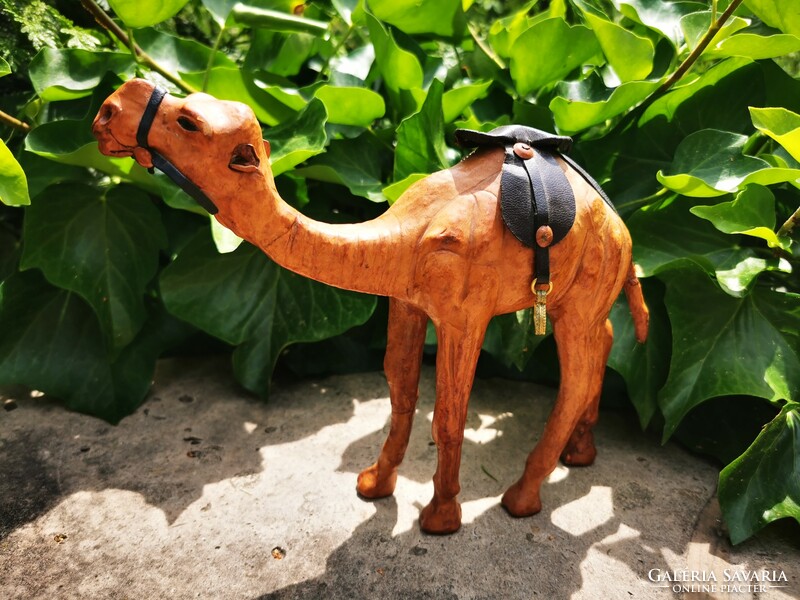 Leather camel, dromedary