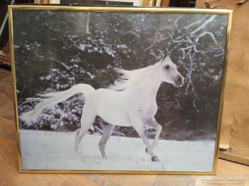 Equestrian photos, framed, 40 x 50 cm, for lakber