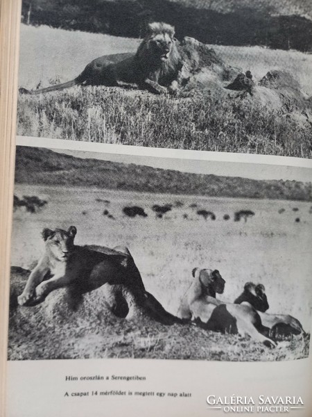 Joy Adamson: Oroszlánhűség, Elza és kölykei, 1966.