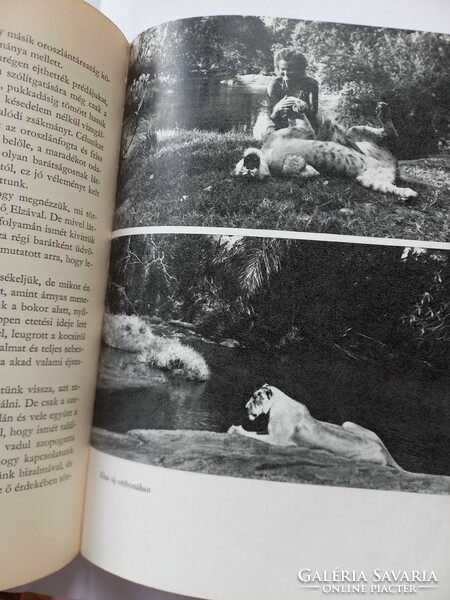 Joy Adamson: Lion Loyalty, Elsa and Her Puppies, 1966.