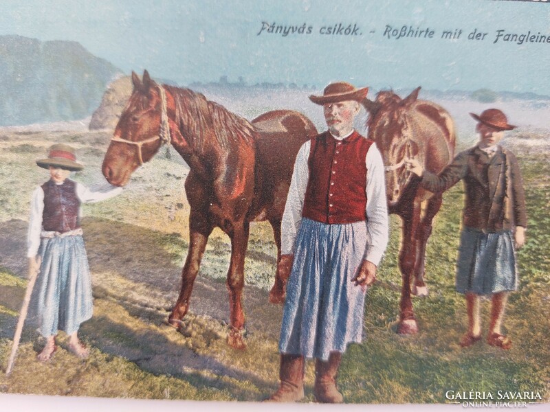 Régi képeslap 1918 lovak fotó levelezőlap pányvás csikók