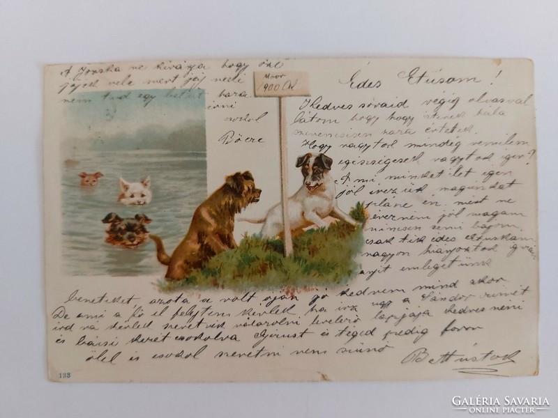 Old postcard 1900 postcard with puppies