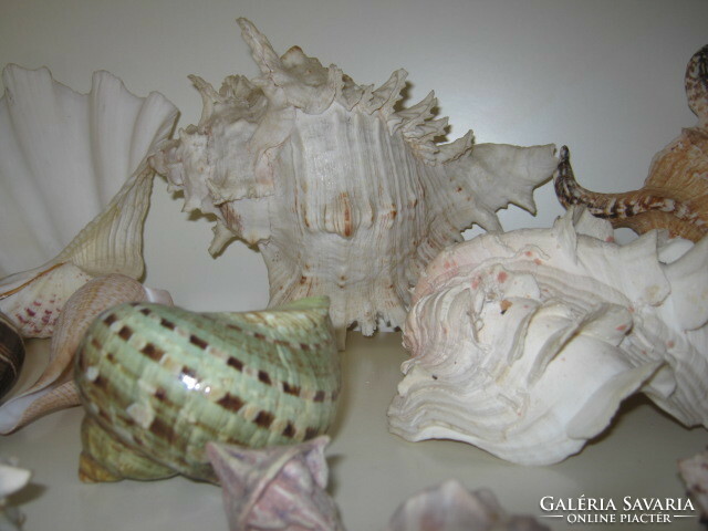 Huge sea shells, snail collection